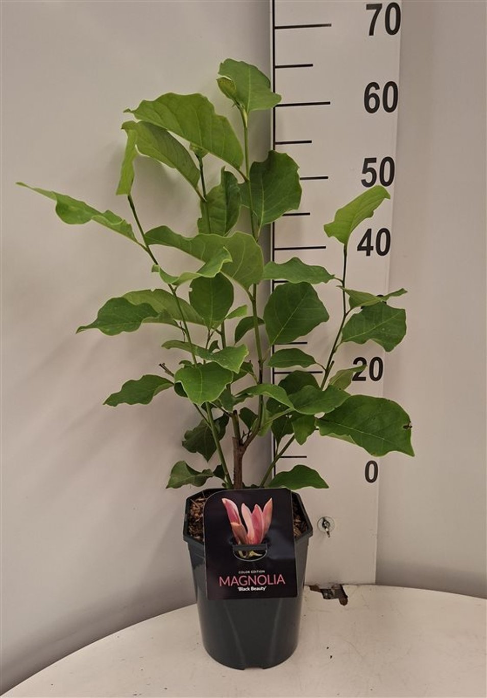 Magnolia 'Black Beauty' - C5 50-60 CM